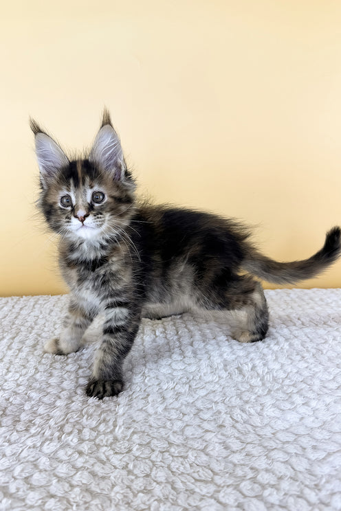 Lizzie | Maine Coon Kitten