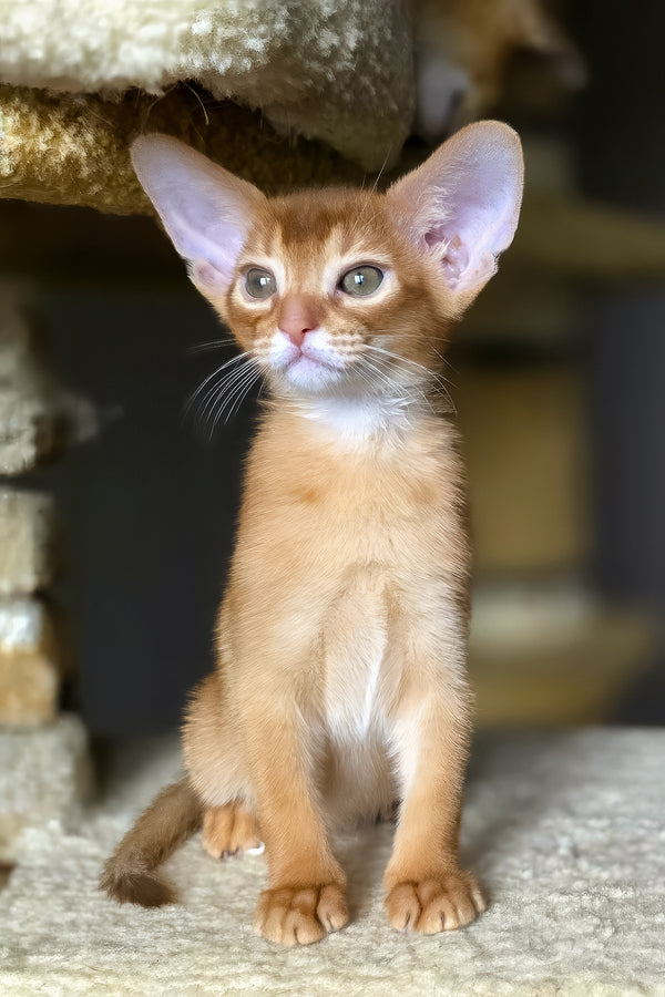 Loki | Abyssinian Kitten