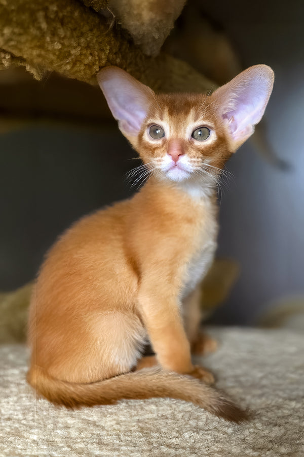 Loki | Abyssinian Kitten