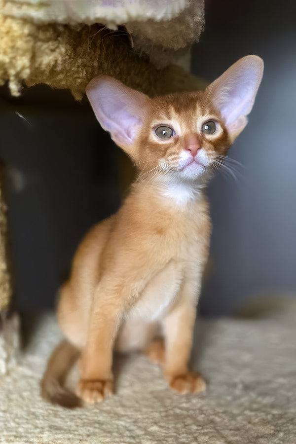 Loki | Abyssinian Kitten