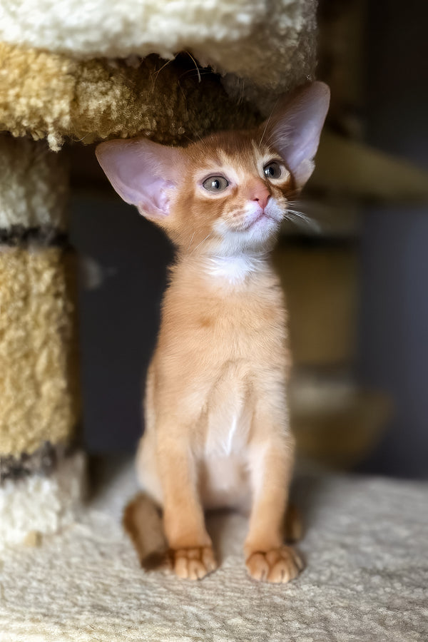 Loki | Abyssinian Kitten