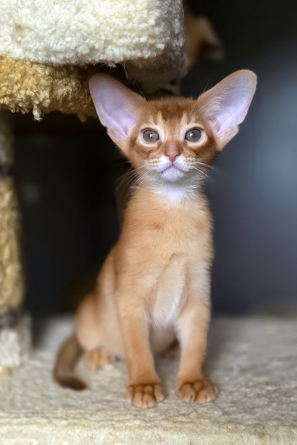 Loki | Abyssinian Kitten
