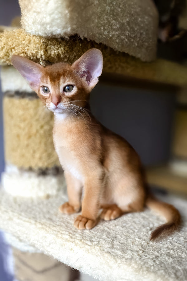 Loki | Abyssinian Kitten