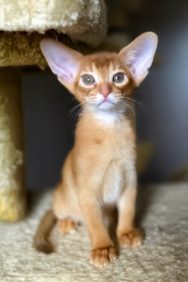 Loki | Abyssinian Kitten