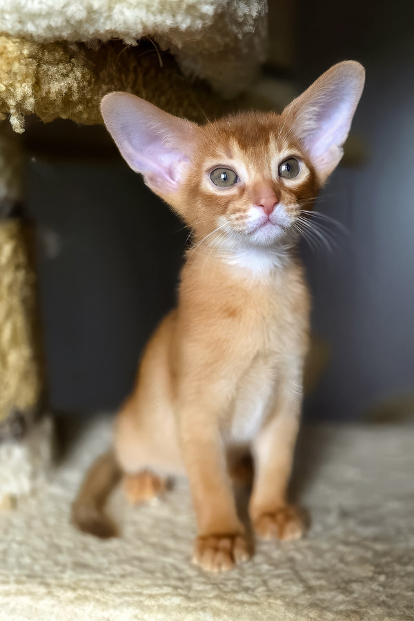 Loki | Abyssinian Kitten