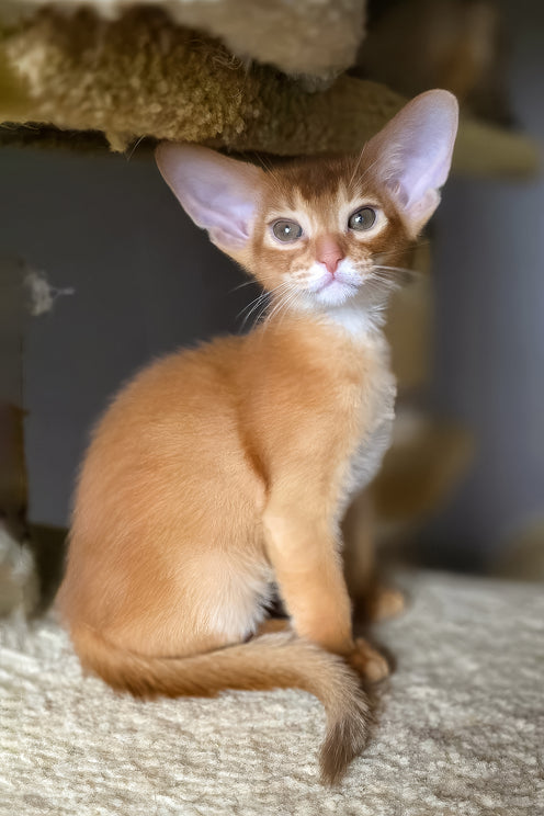 Loki | Abyssinian Kitten