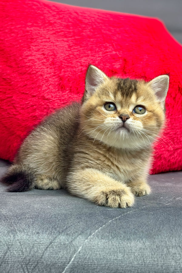 Lola | British Shorthair Kitten