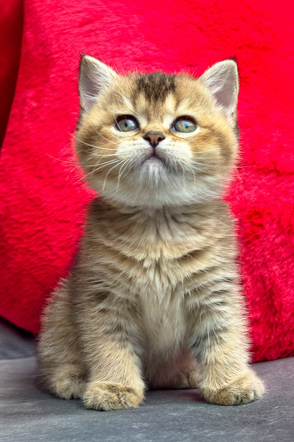 Lola | British Shorthair Kitten