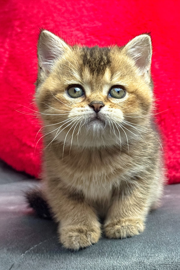 Lola | British Shorthair Kitten