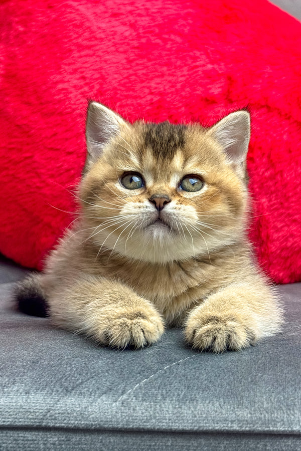 Lola | British Shorthair Kitten