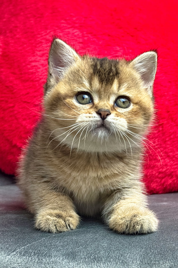 Lola | British Shorthair Kitten