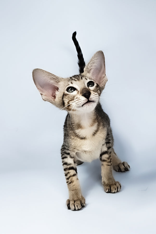 Lolly | Oriental Shorthair Kitten
