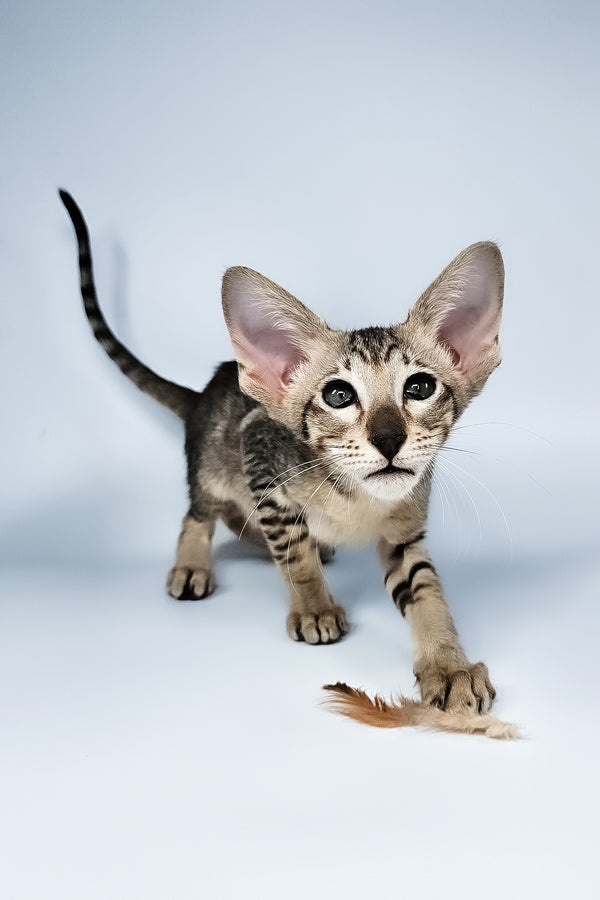 Lolly | Oriental Shorthair Kitten