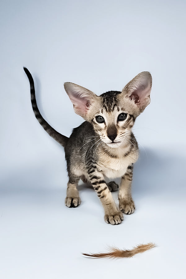 Lolly | Oriental Shorthair Kitten