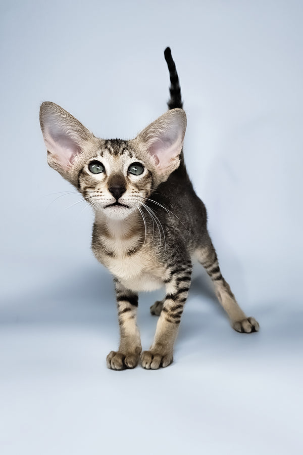 Lolly | Oriental Shorthair Kitten