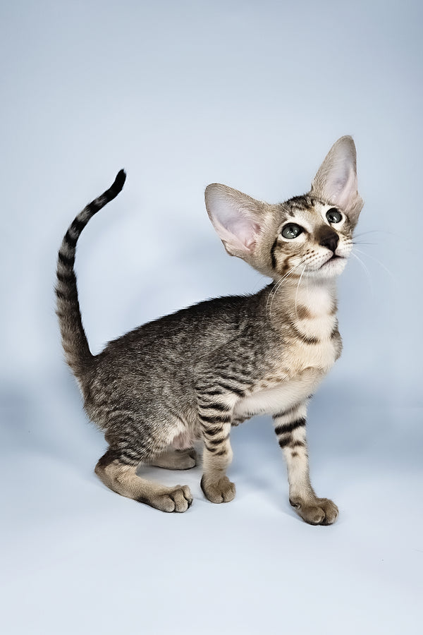 Lolly | Oriental Shorthair Kitten
