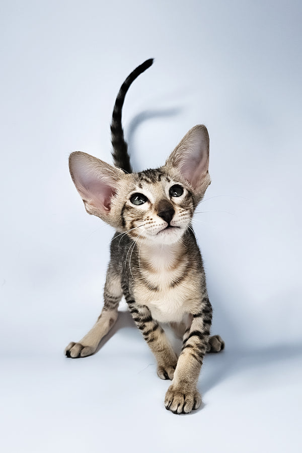 Lolly | Oriental Shorthair Kitten