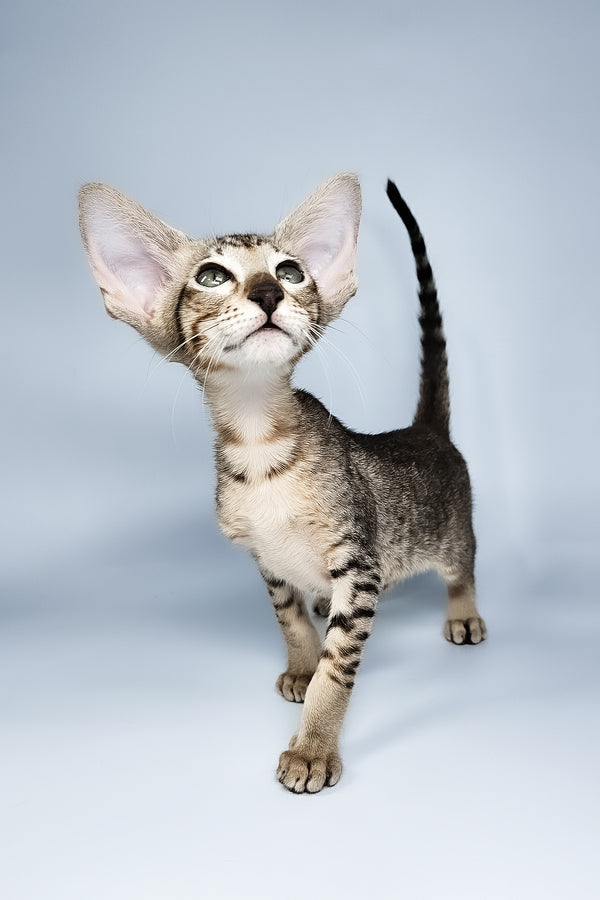 Lolly | Oriental Shorthair Kitten