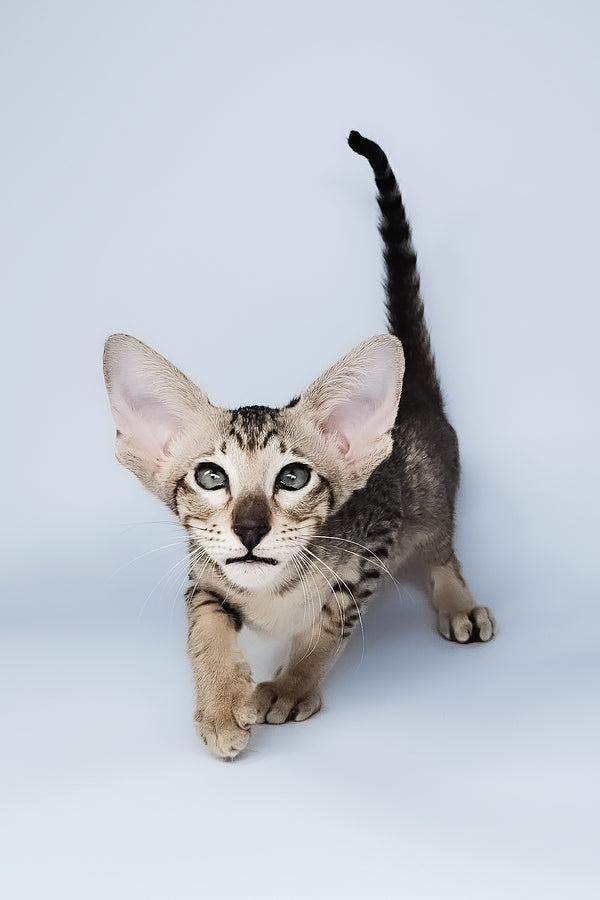 Lolly | Oriental Shorthair Kitten