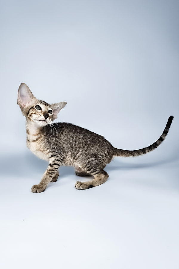Lolly | Oriental Shorthair Kitten