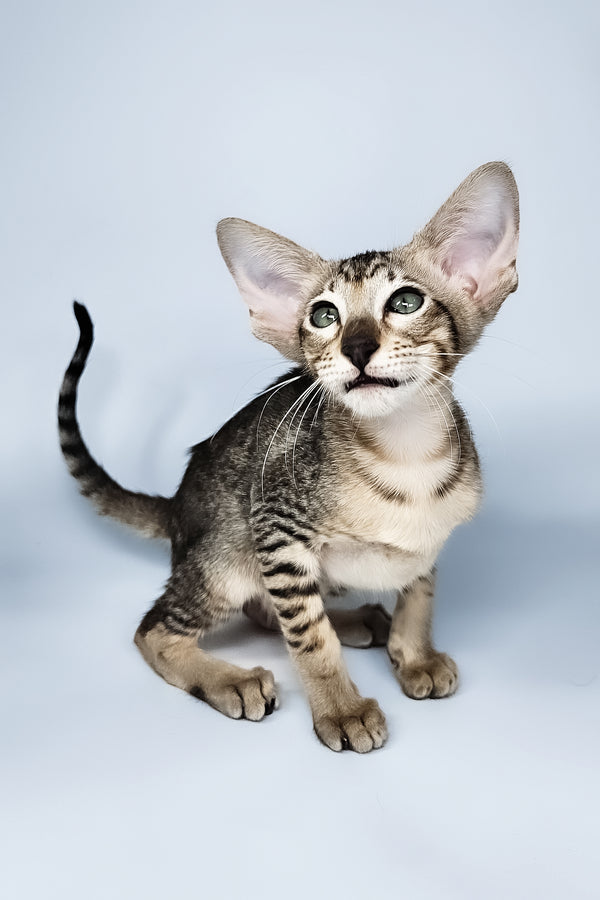 Lolly | Oriental Shorthair Kitten