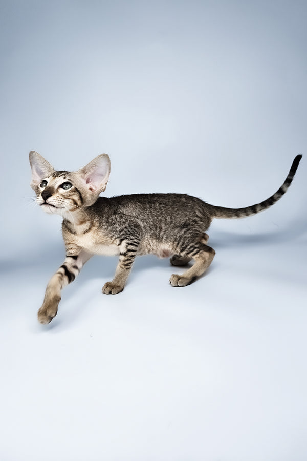 Lolly | Oriental Shorthair Kitten