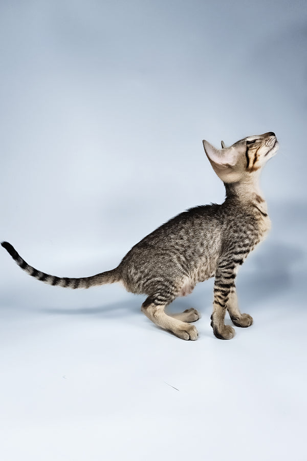 Lolly | Oriental Shorthair Kitten