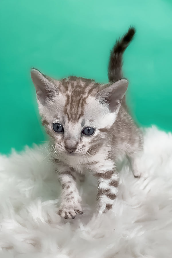 Luiza | Bengal Kitten