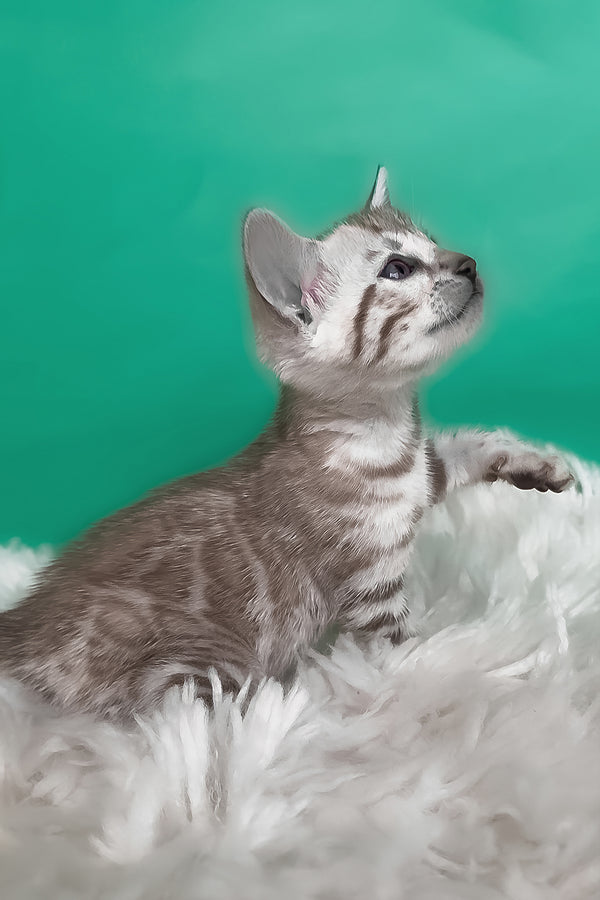 Luiza | Bengal Kitten