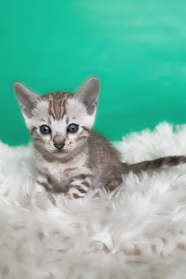 Luiza | Bengal Kitten