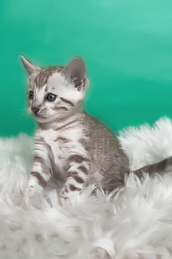 Luiza | Bengal Kitten