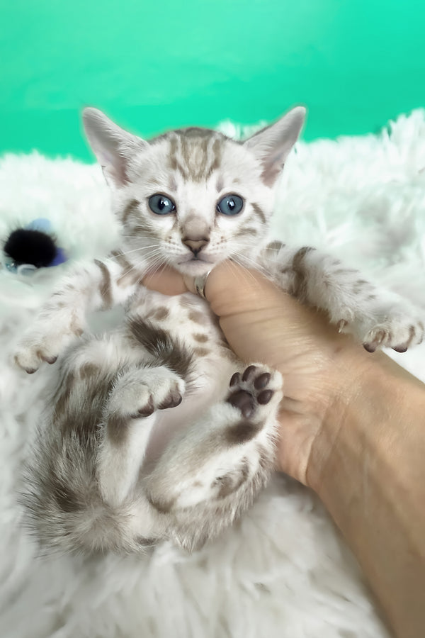 Luiza | Bengal Kitten