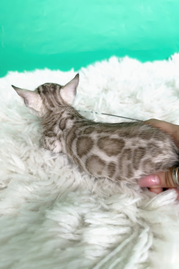 Luiza | Bengal Kitten