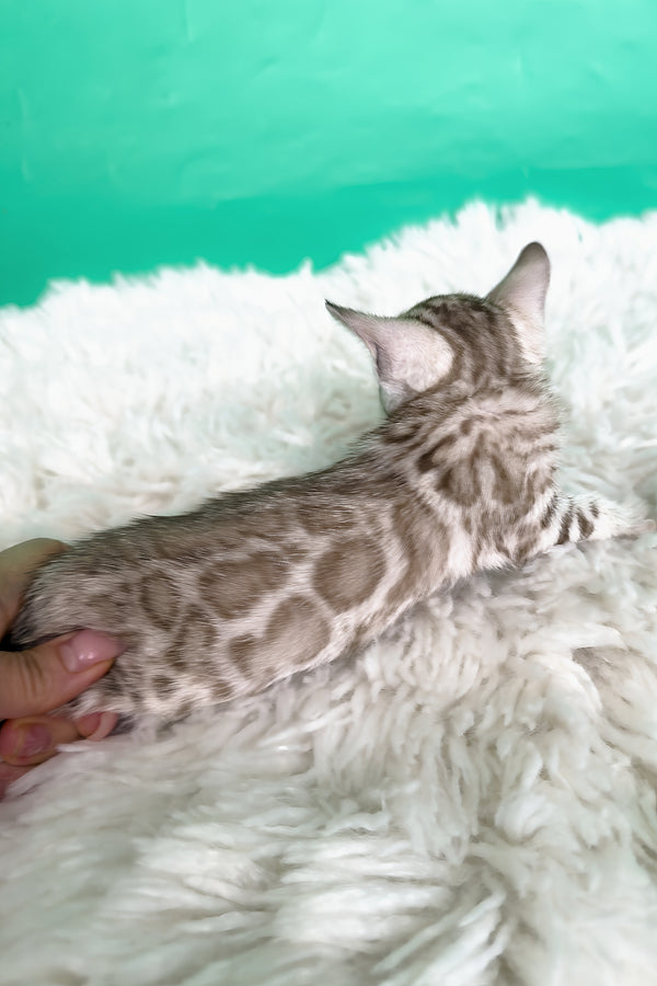 Luiza | Bengal Kitten