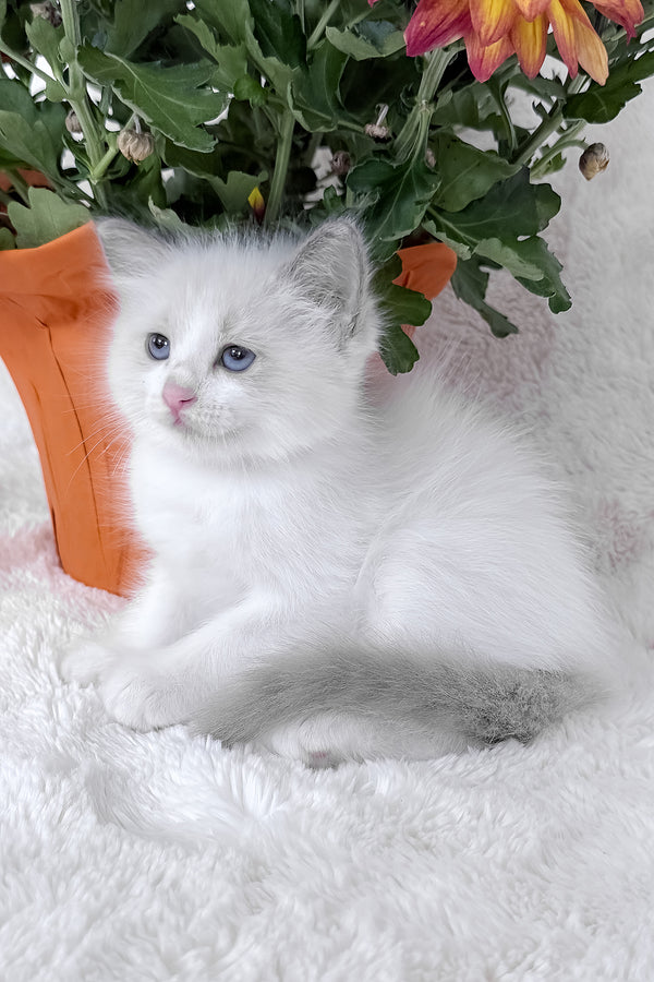 Luna | Ragdoll Kitten