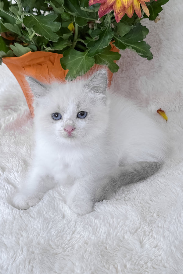 Luna | Ragdoll Kitten
