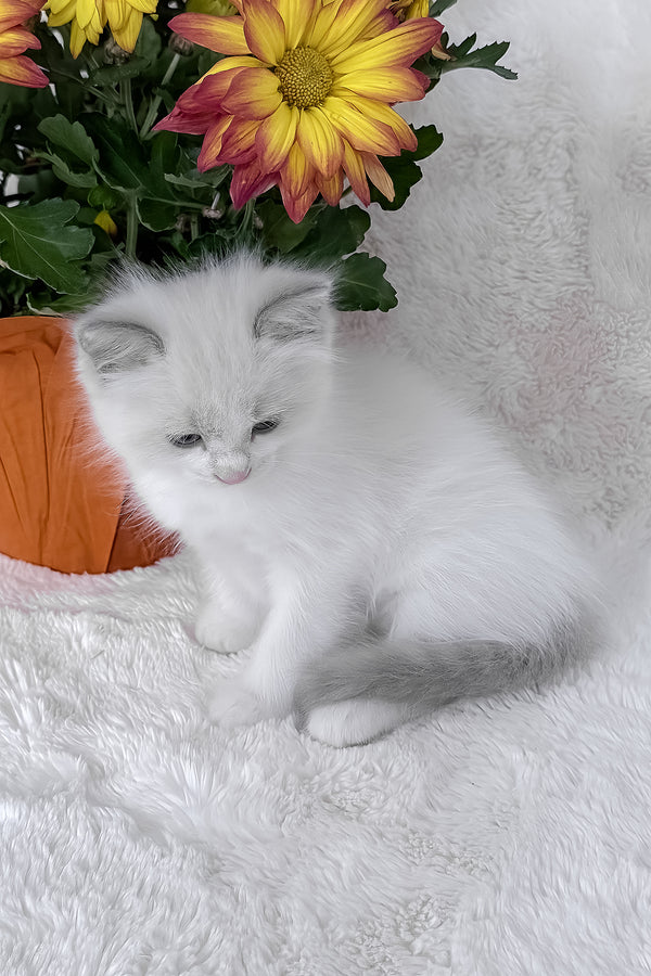 Luna | Ragdoll Kitten