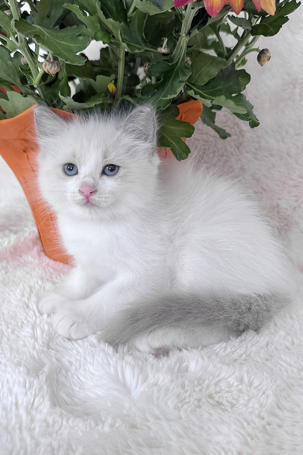 Luna | Ragdoll Kitten