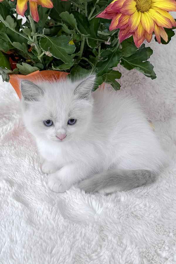 Luna | Ragdoll Kitten