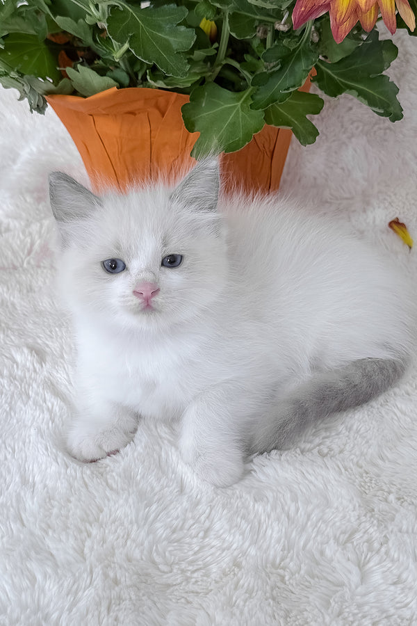 Luna | Ragdoll Kitten