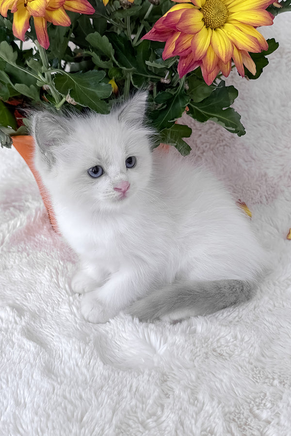 Luna | Ragdoll Kitten