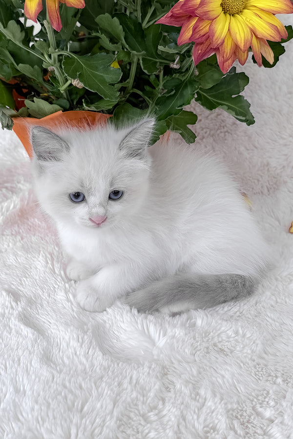 Luna | Ragdoll Kitten