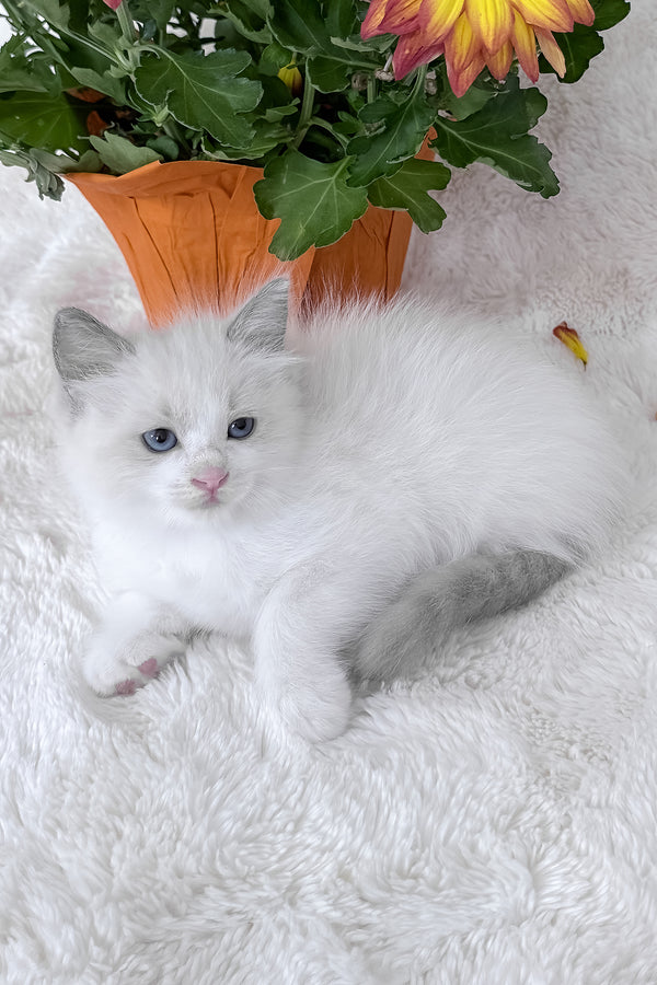 Luna | Ragdoll Kitten