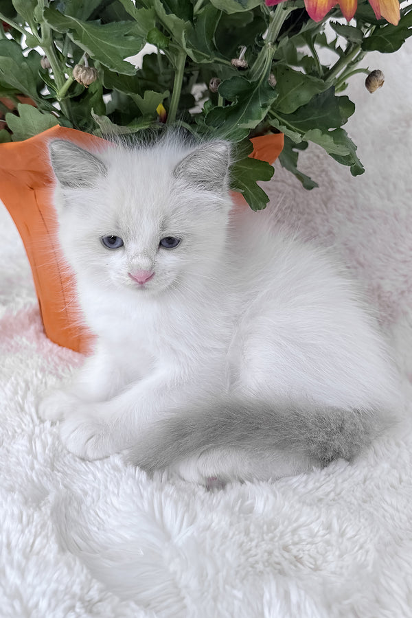 Luna | Ragdoll Kitten
