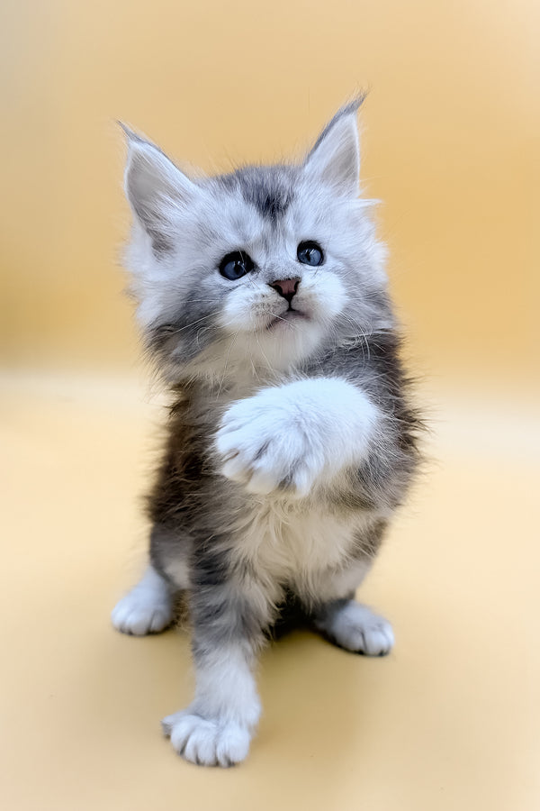 Luxor | Maine Coon Kitten