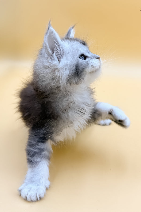 Luxor | Maine Coon Kitten