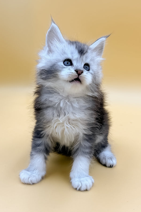 Luxor | Maine Coon Kitten