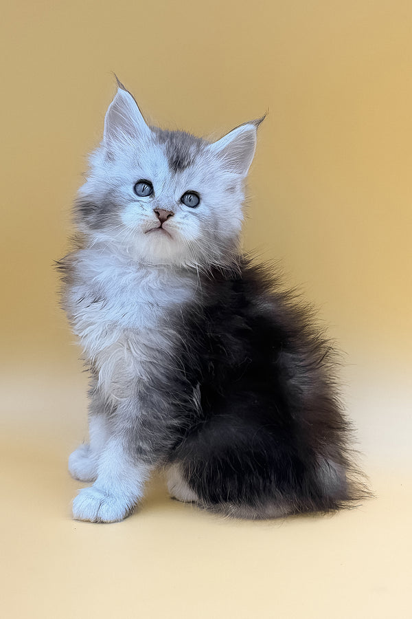 Luxor | Maine Coon Kitten