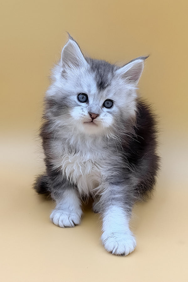Luxor | Maine Coon Kitten