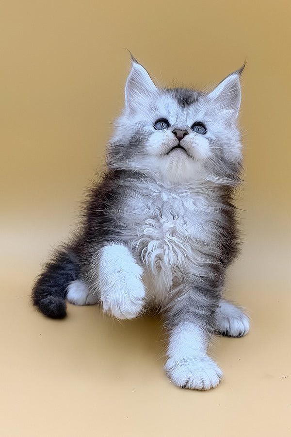 Luxor | Maine Coon Kitten